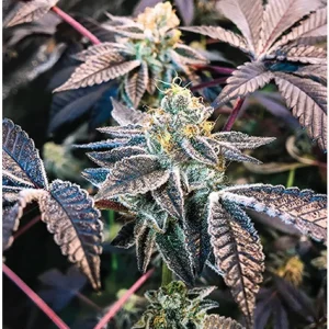 Indica Puzzles: Sport Farmer “Grape Licorice Cookies” 8.1" x 10.81" 130 Piece 1/4 Inch thick Maple Wood Jigsaw Puzzle