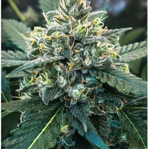 Indica Puzzles: Sport Farmer “Witches Fuel” 8.1" x 10.81" 130 Piece 1/4 Inch thick Maple Wood Jigsaw Puzzle